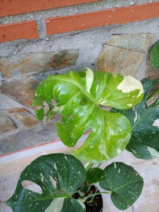 Monstera Thai Constellation
