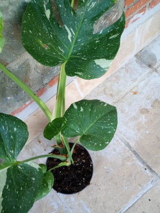 Monstera Thai Constellation