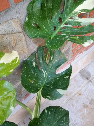 Monstera Thai Constellation