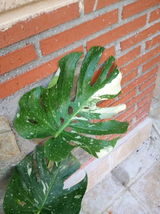 Monstera Thai Constellation