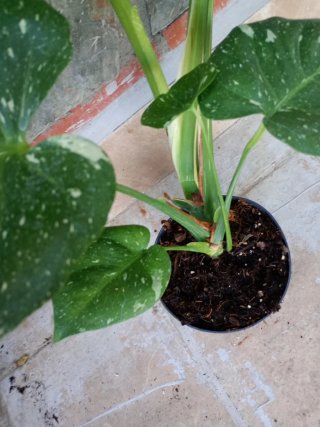 Monstera Thai Constellation