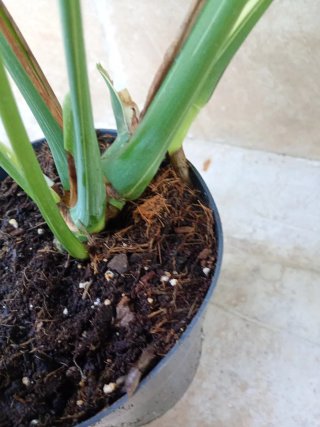 Monstera Thai Constellation