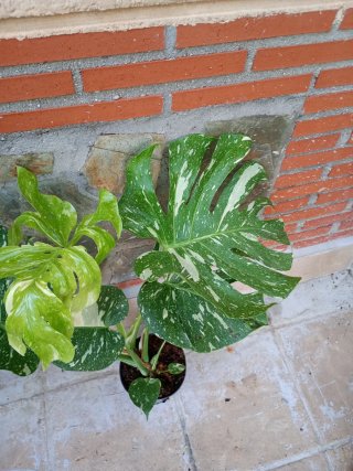 Monstera Thai Constellation XXL