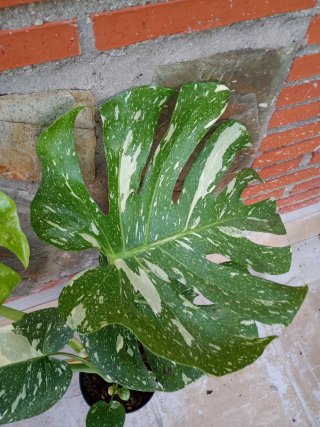 Monstera Thai Constellation XXL