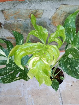 Monstera Thai Constellation XXL