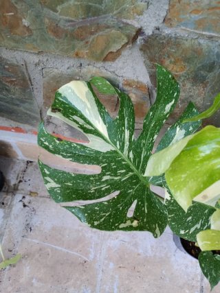 Monstera Thai Constellation XXL