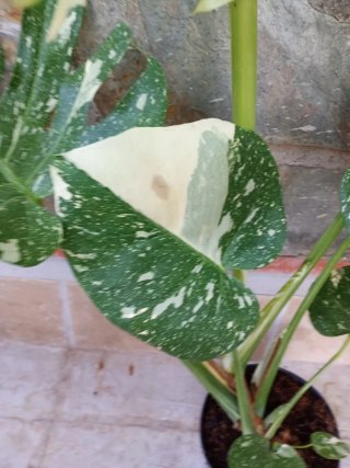 Monstera Thai Constellation XXL