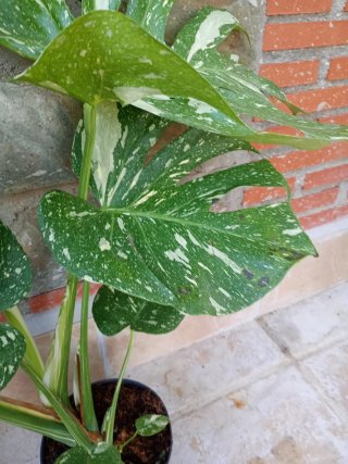 Monstera Thai Constellation XXL