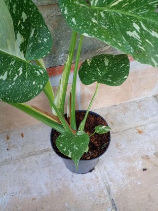 Monstera Thai Constellation XXL