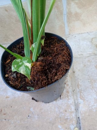 Monstera Thai Constellation XXL