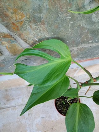 Monstera burlé marx flame