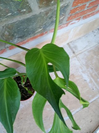 Monstera burlé marx flame