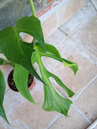 Monstera burlé marx flame