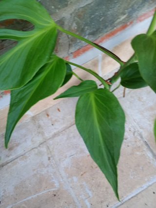 Monstera burlé marx flame