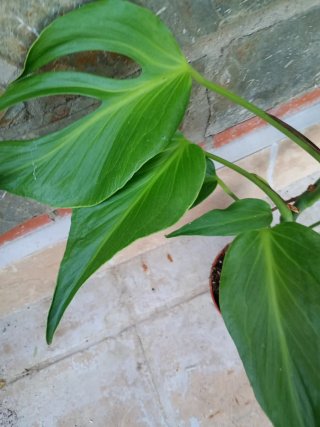 Monstera burlé marx flame