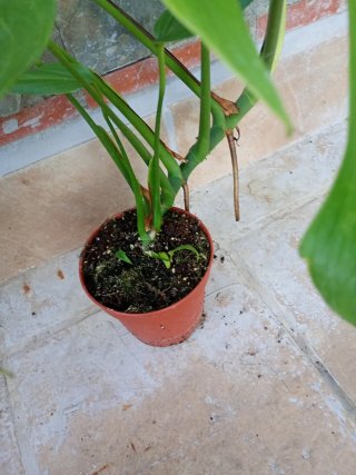 Monstera burlé marx flame