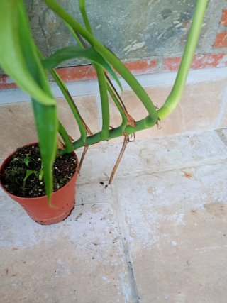 Monstera burlé marx flame