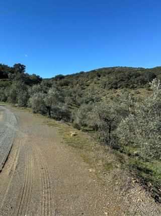 Finca 31 hectáreas con 5000 olivos