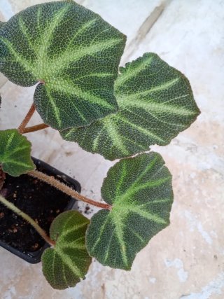 Begonia Decora