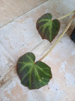 Begonia Decora