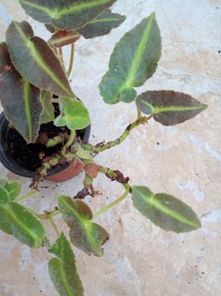 Begonia listada
