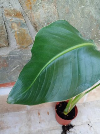 Strelitzia Nicolás