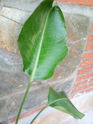 Strelitzia Nicolás