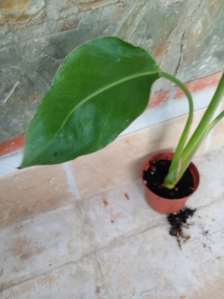 Strelitzia Nicolás