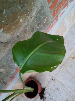 Strelitzia Nicolás