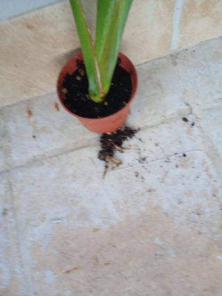 Strelitzia Nicolás