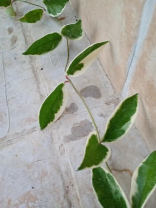 Hoya Queen variegata