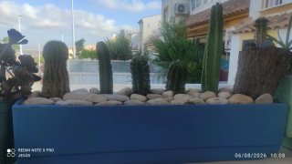 Maceta azul con cactus variados