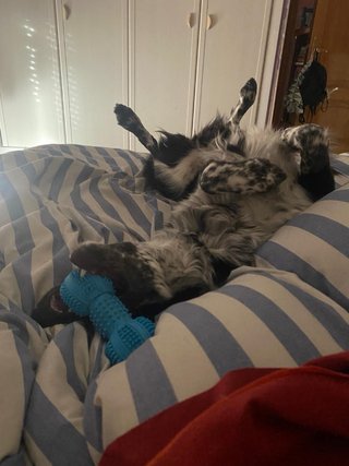 Profesional canina/Cuidado de perros en domicilio