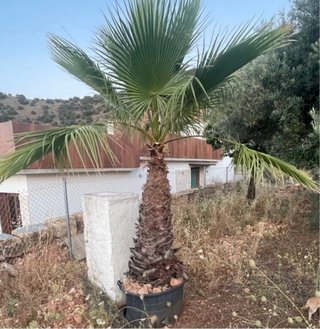 Palmera en maceta