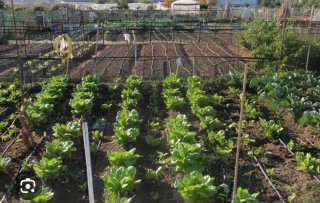 Huerto/Terreno Cultivo