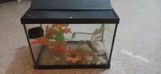 Acuario/Terrario Negro y Transparente