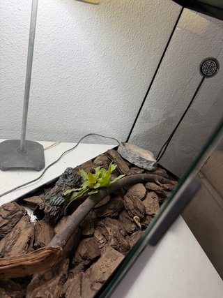 Terrario Reptiles Como Nuevo