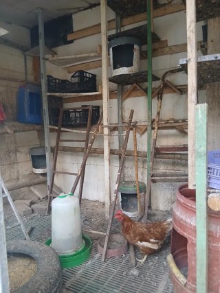 Gallinero exterior