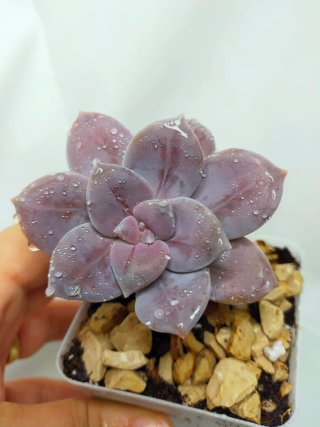 Suculenta Graptopetalum Superbum Planta Rara,