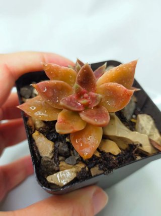 Suculenta Echeveria 'Danica', Planta Rara