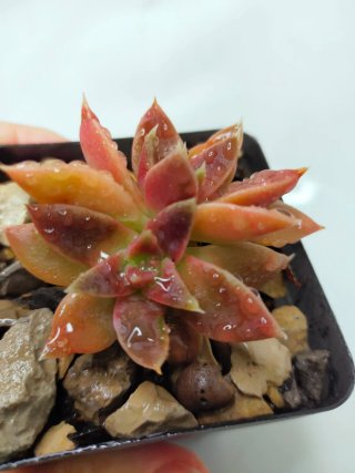 Suculenta Echeveria 'Danica', Planta Rara
