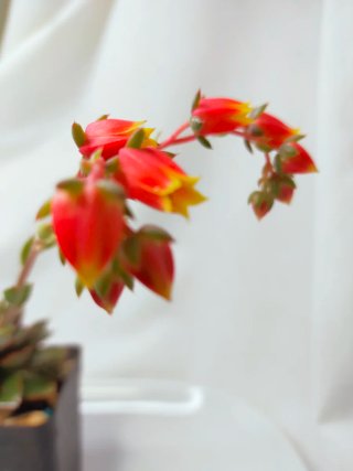 Echeveria 'Alita' Suculenta com bordas vermelhas