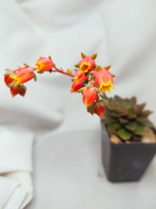 Echeveria 'Alita' Suculenta com bordas vermelhas