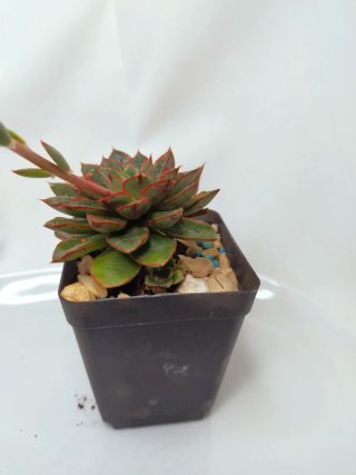 Echeveria 'Alita' Suculenta com bordas vermelhas