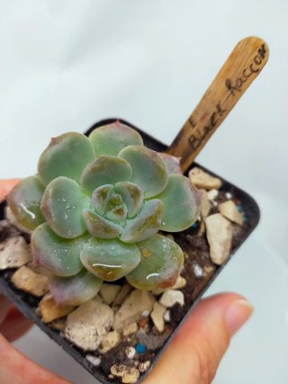 Rare Echeveria Black Raccoon - imported from Korea
