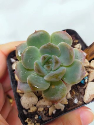 Rare Echeveria Black Raccoon - imported from Korea