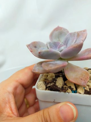 Graptopetalum Purple Delight Suculenta Rara