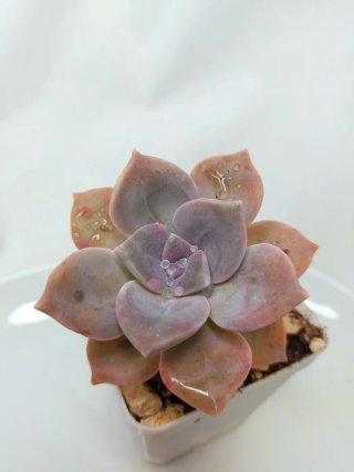 Graptopetalum Purple Delight Suculenta Rara