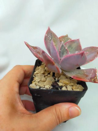 Echeveria After Glow Suculenta Rara