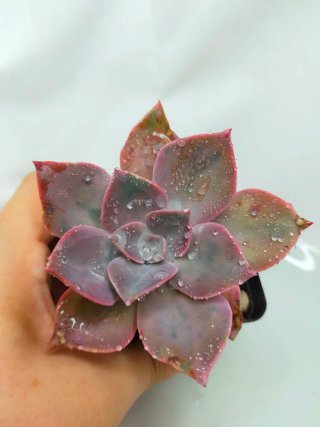 Echeveria After Glow Suculenta Rara
